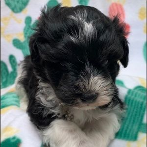 Meet your Posher, Robin